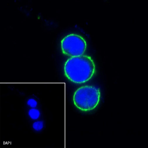 LAIR1 Recombinant Rabbit mAb (S-285-2)