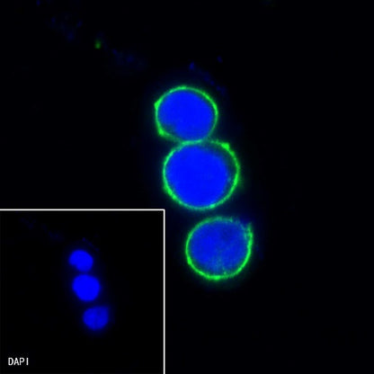 LAIR1 Recombinant Rabbit mAb (S-285-2)