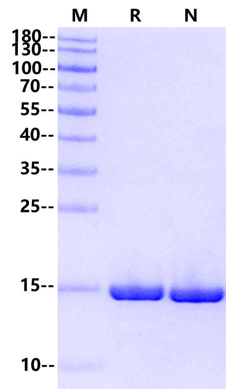 FGF-basic(146aa) Protein, Salmon
