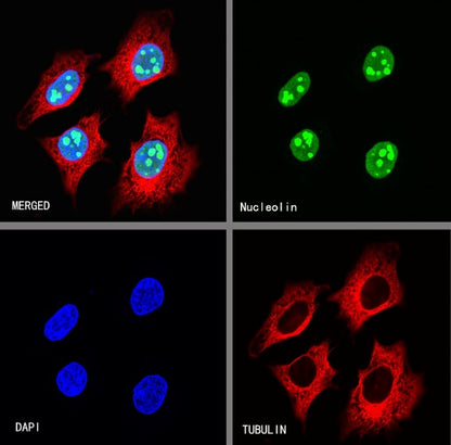 Nucleolin Rabbit Polyclonal Antibody