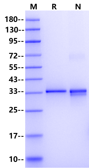 IL-33 Full Length Protein, Human