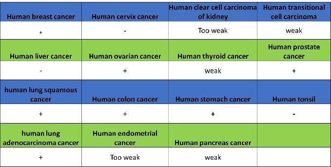 U2AF2 Recombinant Rabbit mAb (S-1324-66)
