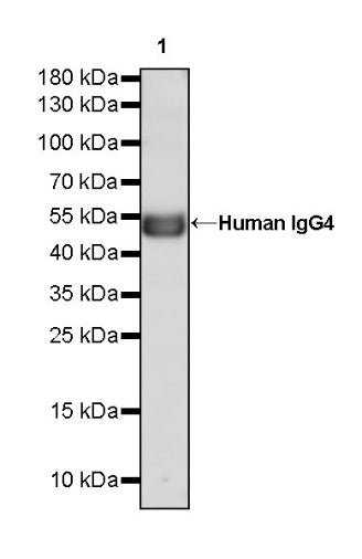 Human IgG4 Recombinant Rabbit mAb (S-1140-53)