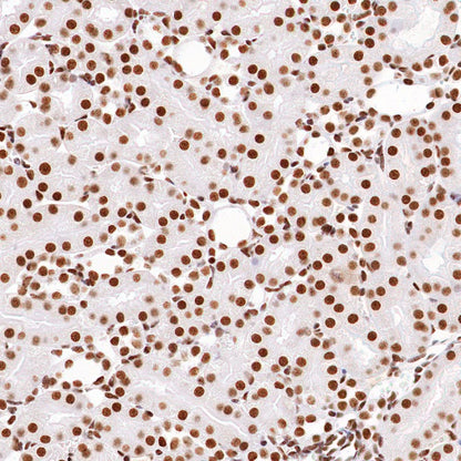 nmt55/p54nrb Recombinant Rabbit mAb (S-1745-48)