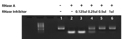 Murine RNase Inhibitor