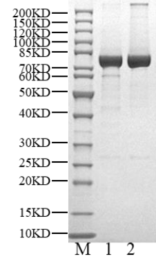 MLKL His&GST Tag Protein, Human