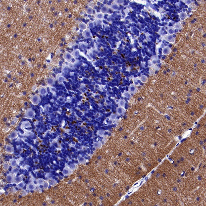 VGlut1 Recombinant Rabbit mAb (S-1587-19)