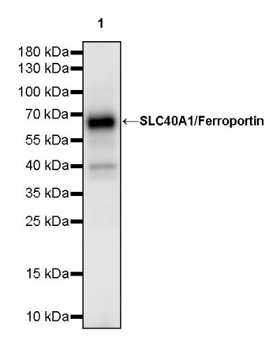 SLC40A1/Ferroportin Recombinant Rabbit mAb (S-2172-35)