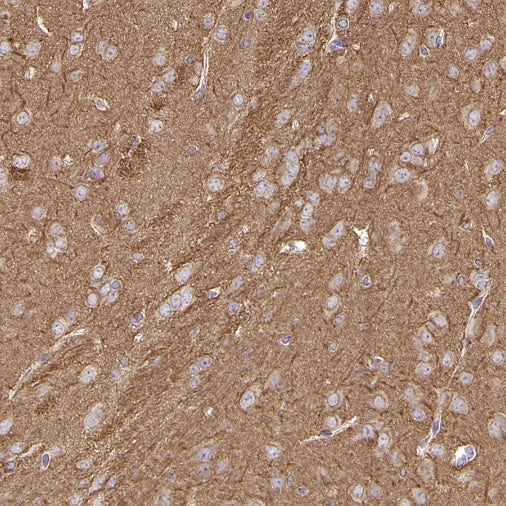 α/β-Tubulin Antibody Rabbit Polyclonal Antibody