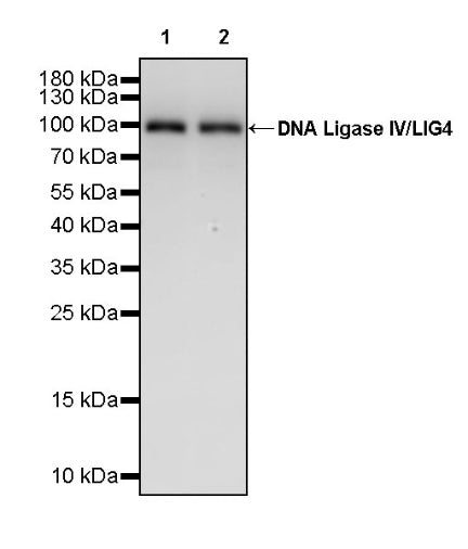 DNA Ligase IV/LIG4 Recombinant Rabbit mAb (S-2237-118)