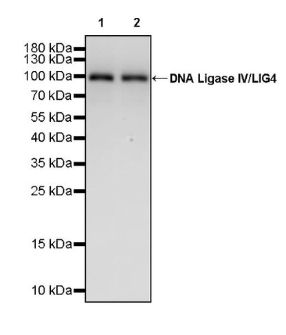 DNA Ligase IV/LIG4 Recombinant Rabbit mAb (S-2237-118)