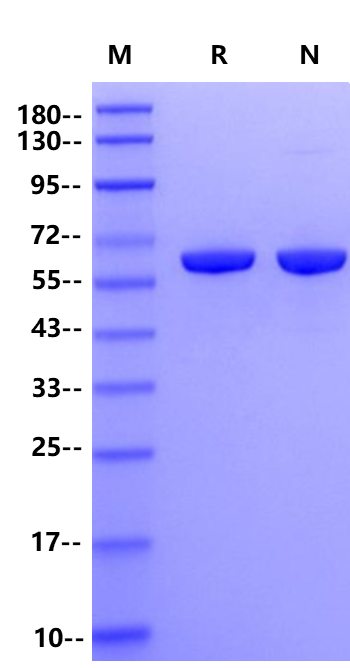 PNGase F II