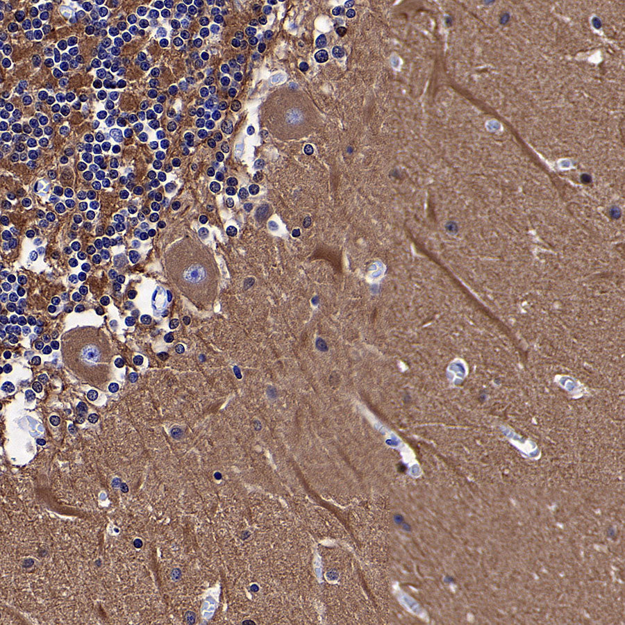 Beta Tubulin Recombinant Mouse mAb (S-5422)