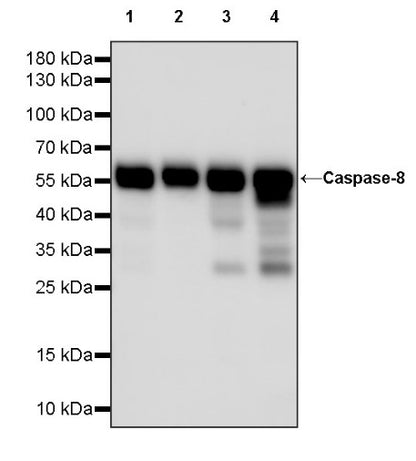 Caspase-8 Recombinant Rabbit mAb (S-1540-1)