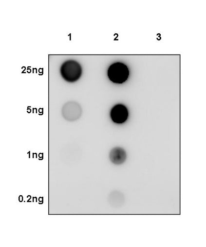 α-tubulin (acetyl K40) Recombinant Rabbit mAb (S-1536-100)