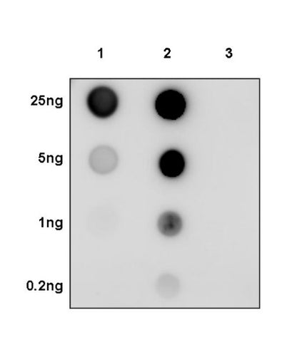 α-tubulin (acetyl K40) Recombinant Rabbit mAb (S-1536-100)