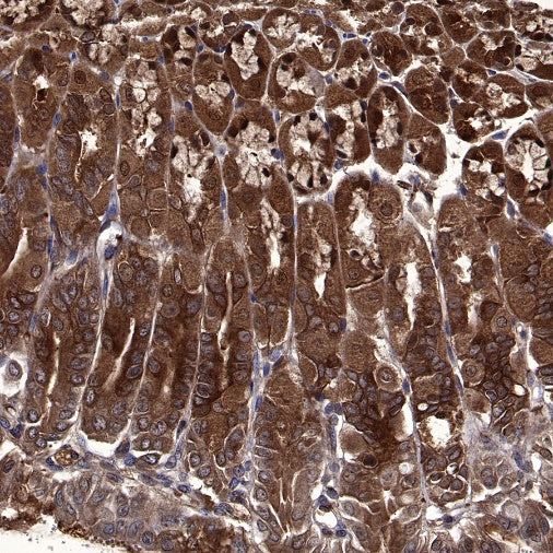 Peroxiredoxin 6 Rabbit Polyclonal Antibody
