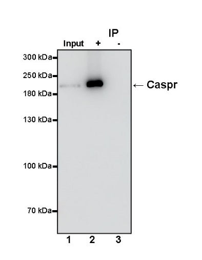 Caspr Recombinant Rabbit mAb (S-1706-1)