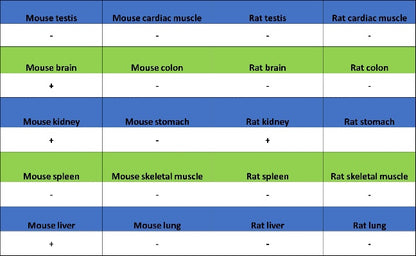 IFIT1 Recombinant Rabbit mAb (S-962-58)