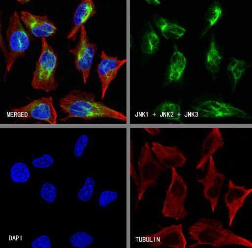 JNK1 + JNK2 + JNK3 Recombinant Rabbit mAb (S-3385)