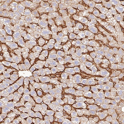 Scavenging Receptor SR-BI Recombinant Rabbit mAb (S-1736-15)