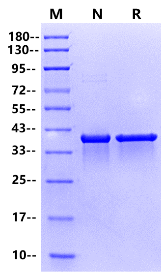 mRNA Cap 2'-O-Methyltransferase