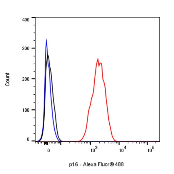 p16 Recombinant Rabbit mAb (SDT-303-206)