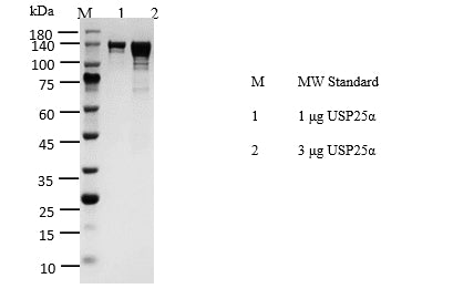 USP25α Protein