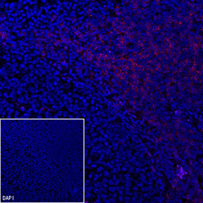 CD8α Mouse mAb (Alexa Fluor® 594 Conjugate) (SDT-1036-34)
