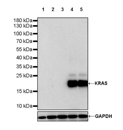KRAS (mutated GQ60GK) + (mutated Q61K) Recombinant Rabbit mAb (S-604-4)