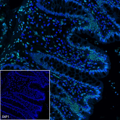 Lamin A/C Recombinant Rabbit mAb (S-950-164)
