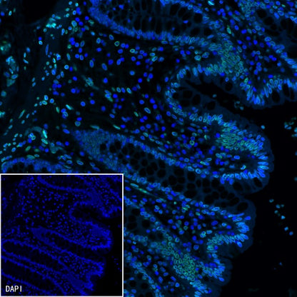 Lamin A/C Recombinant Rabbit mAb (S-950-164)