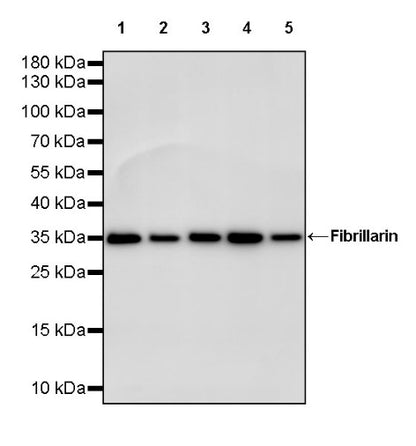 Fibrillarin Recombinant Rabbit mAb (S-1718-171)
