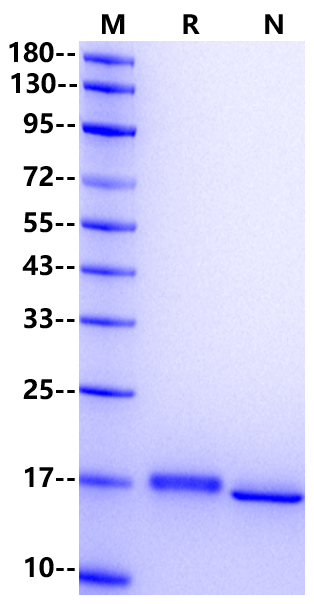 IFN-α 2b Protein, Human