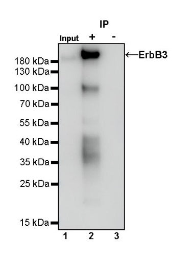 S-RMab® ErbB3 Recombinant Rabbit mAb (SDT-991-10)