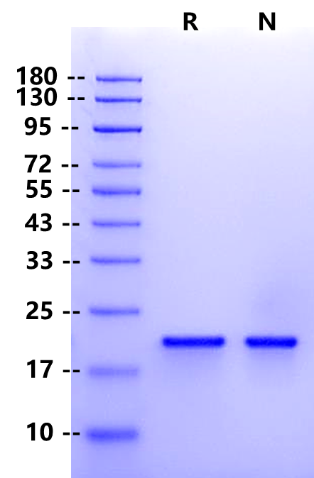 DHH Protein, Human