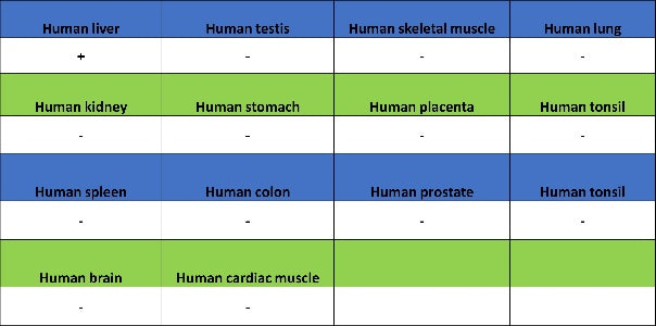 Coagulation factor V Recombinant Rabbit mAb (S-4489-58)