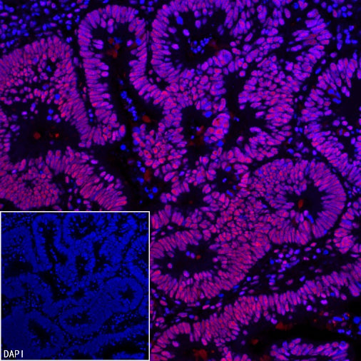 SP1 Recombinant Rabbit mAb (S-3073-71)