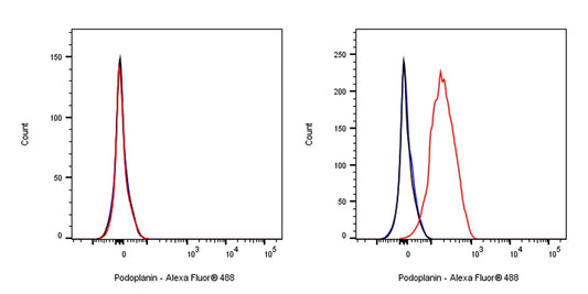 Syrian hamster Anti-Mouse Podoplanin Antibody (8.1.1)