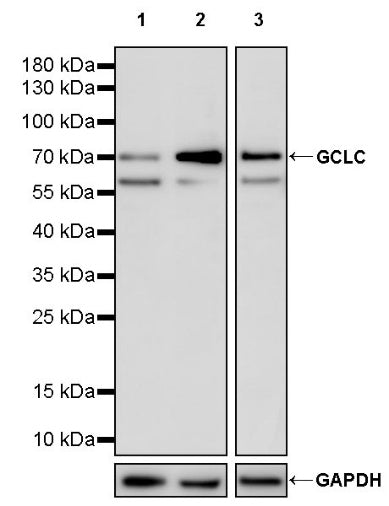 GCLC Recombinant Rabbit mAb (S-2198-137)