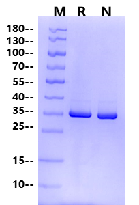 NEK7 Protein, Human