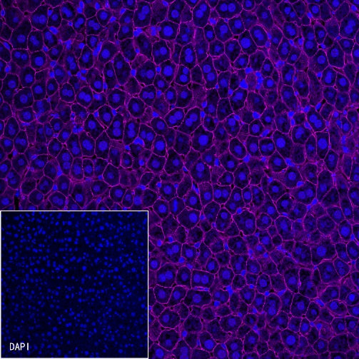 β-Catenin Recombinant Rabbit mAb (Cy5 Conjugate) (S-336-23)