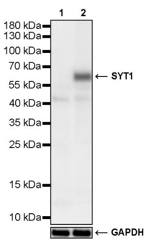 SYT1 Recombinant Rabbit mAb (S-4532-4)
