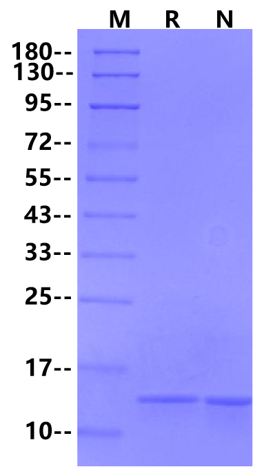 IFN-β Protein, Mouse