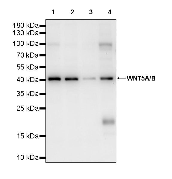 WNT5A/B Recombinant Rabbit mAb