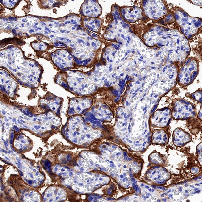 S-RMab® MCT4 Recombinant Rabbit mAb (S-1437-7)