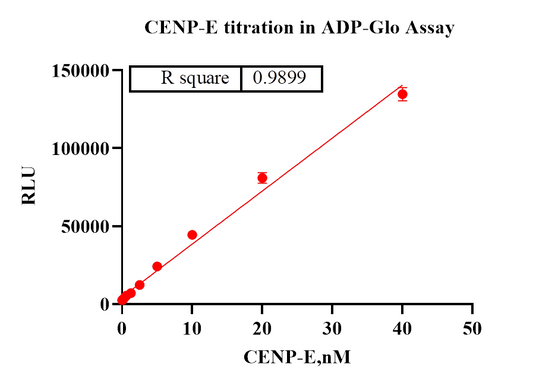 CENP-E(Motor Domain) Protein