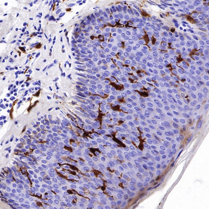 S-RMab® S100B Recombinant Rabbit mAb (SDT-518-45)