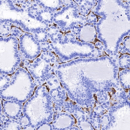 CD36 Recombinant Rabbit mAb,PBS Only (SDT-358-19)