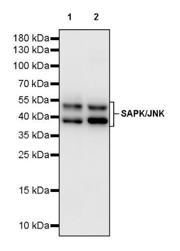 SAPK/JNK Rabbit Polyclonal Antibody